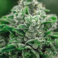 Susz CBD 4% Silver Haze - 1G