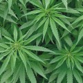 Susz CBD 4% Jack Herer 1G