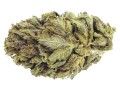 Susz CBD 5% Amnesia - 1G