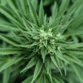 Susz CBG 8% Tripple Cheese - 1G