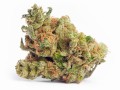 Susz CBD 5% Vanila Kush - 1G