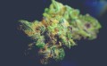 Susz CBD 5% Gorilla Glue - 2G