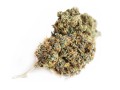 Susz CBD 5% Gorilla Glue - 1G