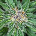 Susz CBD 4% Lemon Haze - 1G