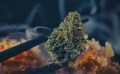 Susz CBD 4% AK-47 - 2G