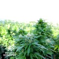 Susz CBD 4% Silver Haze - 2G